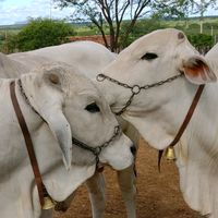 aldecipolicarpopolicarpo