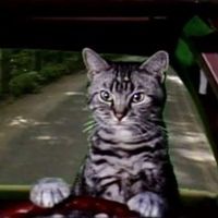 the.driving.cat