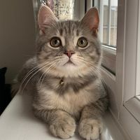 mylo_the_mouser