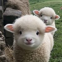 fluffy_fun_farm