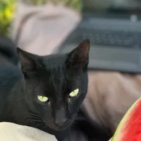 original sound - adia_a26