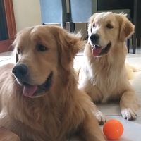 bellaebuddygolden