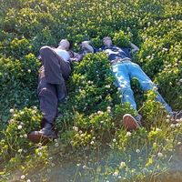 оригинальный звук