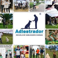 e_habilidades_caninas