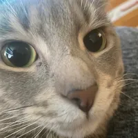 original sound - limambx