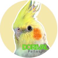 dorivalpsitas