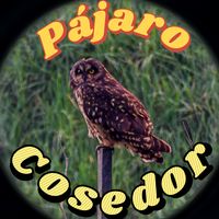 pajaro.cosedor