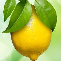 citrus_lemon_