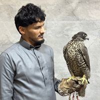 khamis__304