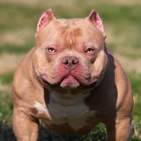 tillmanwilliamskennel