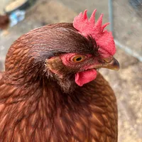 Garden to Table Skit