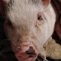 tyson.da.pig