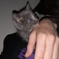 jakoolives