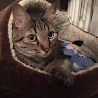 gedeonlepetitchat
