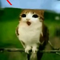 nugget_de_pollo91