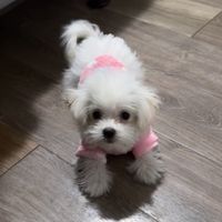 lapuppychona