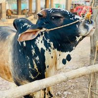 original sound