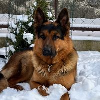 _german_sheepdog_