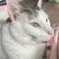 heartstamply