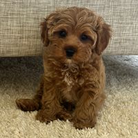 olive.the.cavapoo