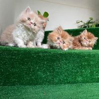 karachikittens
