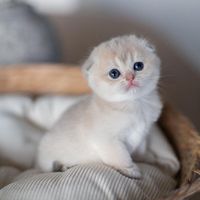gigiscottish