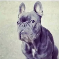 original sound - icecreamstonedstrippas