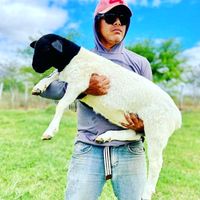 marcospaulo_rmvdorper