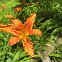 original sound - mechon.de.oro