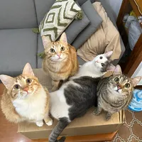 original sound - the.coolest.cat.squad