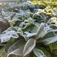 original sound - omegalodom