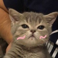 เสียงต้นฉบับ - คับชิ