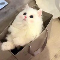 lilpawdrama