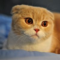 nhạc nền - Pets.VN