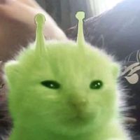 kittyqwexd
