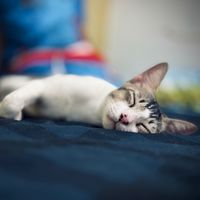 suara asli - SAHABAT SEMESTA