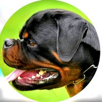 dogo_9k