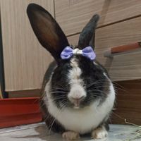nanaacoelhafofura