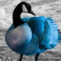 bluepatito80