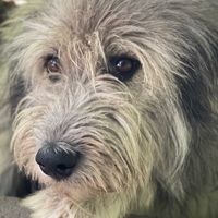 iamjoradog