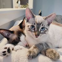 bo0gthecat