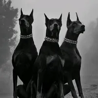 original sound - drako95w