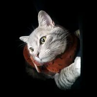 Los Gigantes del Vallenato Un solo corazón