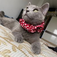 kedi.annesi41