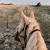 huggies4horses