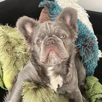 dogberlinn