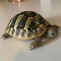 aria.the.tortoise