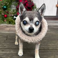 happychihuahuabailey