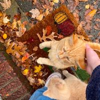 christmas.fall.c00kies