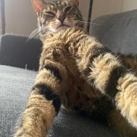 thecatskis